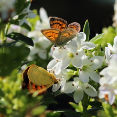 Lycaena