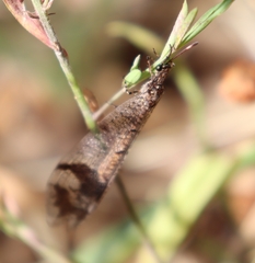 Glenoleon pulchellus