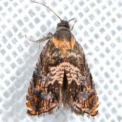 Grapholita prunivora