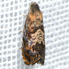 Grapholita prunivora