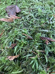 Plagiothecium
