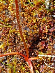 Drosera arcturi