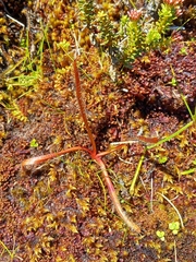 Drosera arcturi