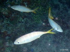 Caranx bartholomaei