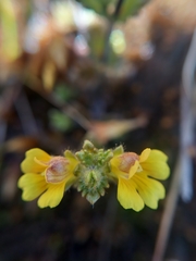 Euphrasia cockayneana