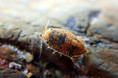 Isocladus armatus