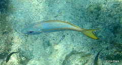 Ocyurus chrysurus