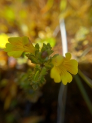 Euphrasia cockayneana