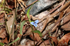 Commelina cyanea