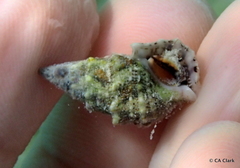 Cerithium litteratum