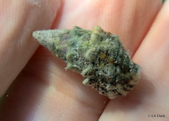 Cerithium litteratum