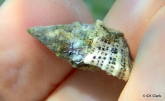 Cerithium litteratum