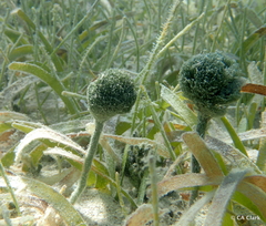 Penicillus dumetosus