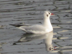 Chroicocephalus ridibundus