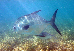 Trachinotus falcatus