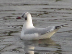 Chroicocephalus ridibundus