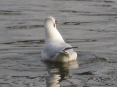 Chroicocephalus ridibundus