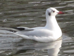 Chroicocephalus ridibundus