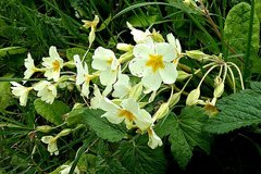 Primula × polyantha