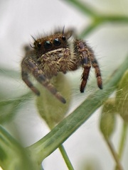 Phidippus