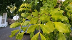 Schinus terebinthifolia