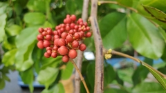 Schinus terebinthifolia