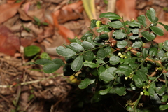 Synostemon albiflorus