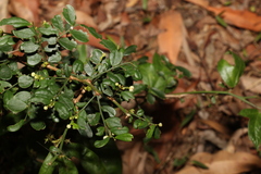 Synostemon albiflorus