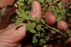 Synostemon albiflorus