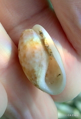 Bulla occidentalis