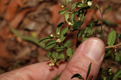 Synostemon albiflorus