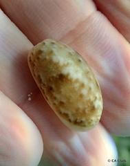 Bulla occidentalis