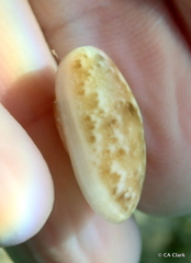 Bulla occidentalis