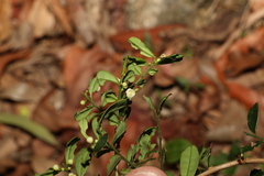 Synostemon albiflorus