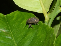 Sternuchopsis glanvillei