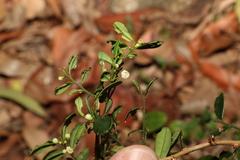 Synostemon albiflorus