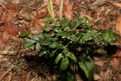Synostemon albiflorus