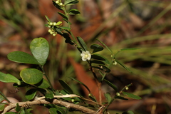 Synostemon albiflorus