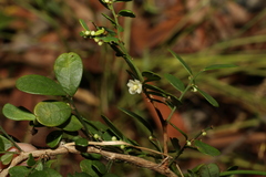 Synostemon albiflorus