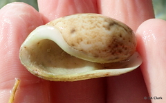Bulla occidentalis
