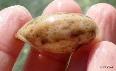 Bulla occidentalis