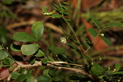Synostemon albiflorus
