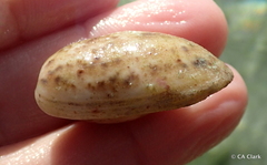 Bulla occidentalis