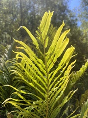 Blechnum minus