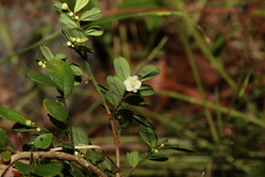 Synostemon albiflorus