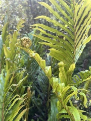 Blechnum minus