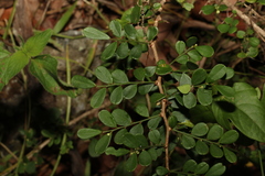Synostemon albiflorus