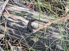 Pseudemoia entrecasteauxii