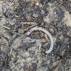 Lumbricidae