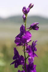 Delphinium
